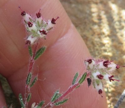 Erica arachnocalyx, photographed by linkie