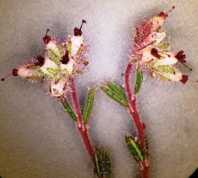 Erica arachnocalyx, photographed by linkie