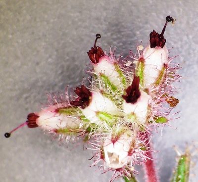 Erica arachnocalyx, photographed by linkie