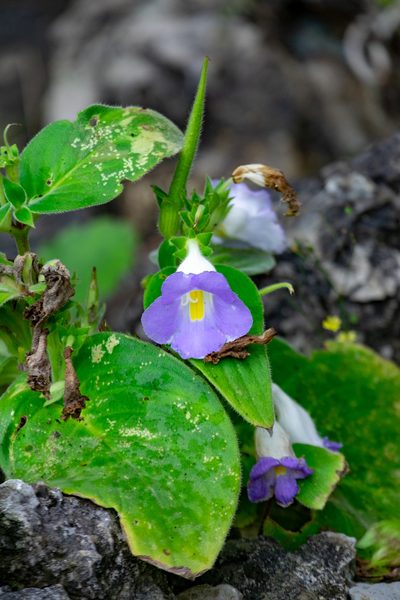 Microchirita lavandulacea, photographed by Shawn O'Donnell