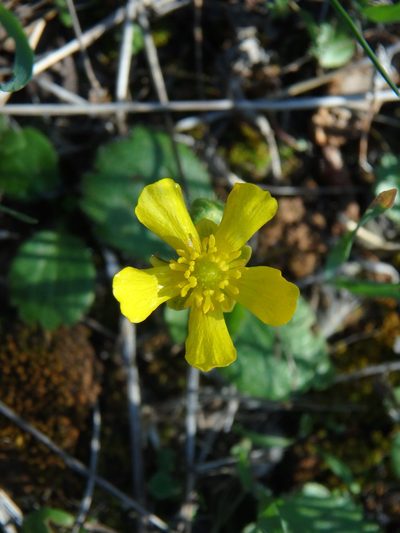 Ranunculus cytheraeus, photographed by Daniel Cahen