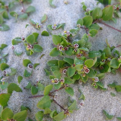 Euphorbia vizcainensis, photographed by John Hibbard