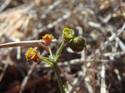 Euphorbia dimorphocaulon, photographed by Daniel Cahen