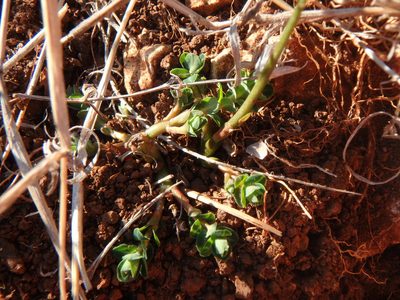Euphorbia dimorphocaulon, photographed by Daniel Cahen