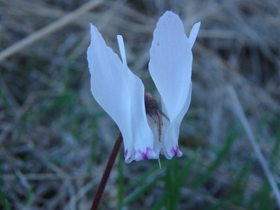 Cyclamen cyprium, photographed by Daniel Cahen