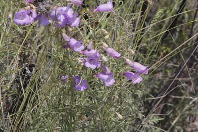 Penstemon amphorellae, photographed by Juan Cruzado Cortés