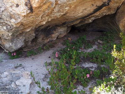 Pelargonium alpinum, photographed by Chris Vynbos