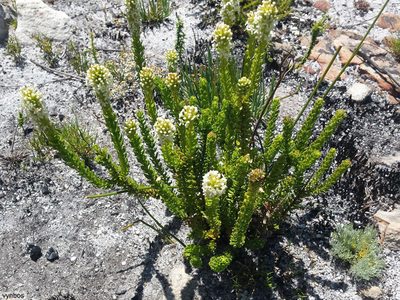 Microdon parviflorus, photographed by Chris Vynbos