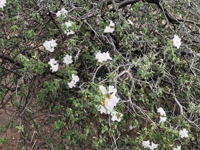 Cordia parvifolia, photographed by CK2AZ