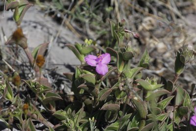Callisia navicularis, photographed by Juan Cruzado Cortés