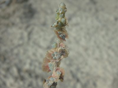 Noaea mucronata, photographed by Daniel Cahen
