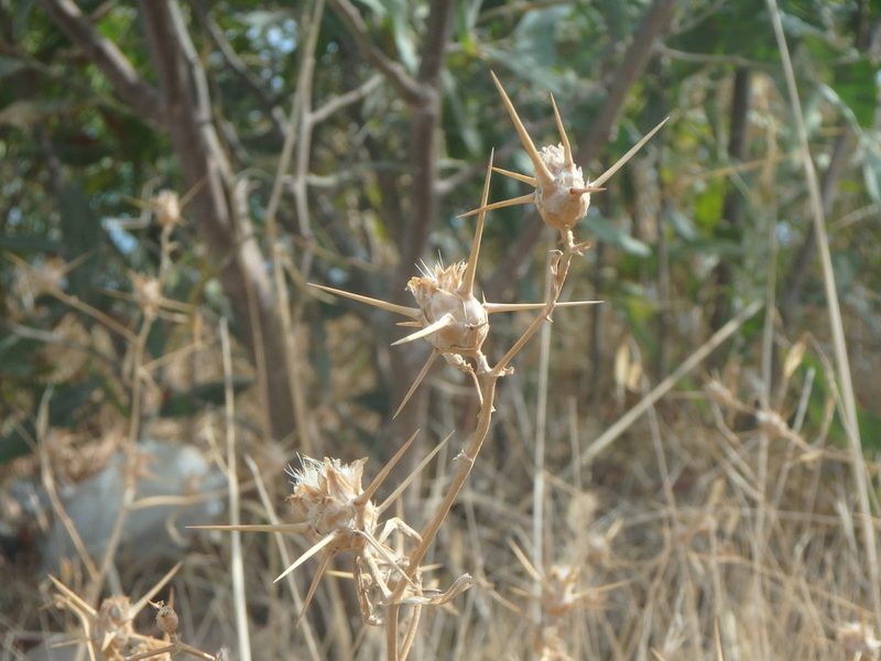 Centaurea hyalolepis, photographed by Daniel Cahen