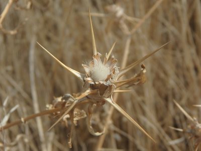 Centaurea hyalolepis, photographed by Daniel Cahen