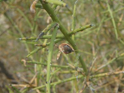 Genista fasselata, photographed by Daniel Cahen