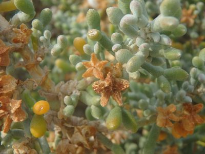 Zygophyllum album, photographed by Daniel Cahen