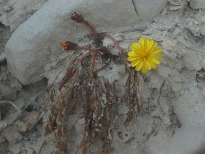 Taraxacum aphrogenes, photographed by Daniel Cahen