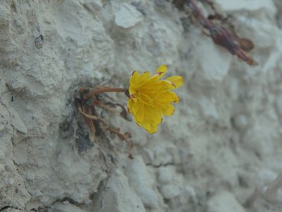 Taraxacum aphrogenes, photographed by Daniel Cahen
