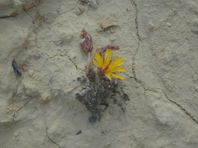 Taraxacum aphrogenes, photographed by Daniel Cahen