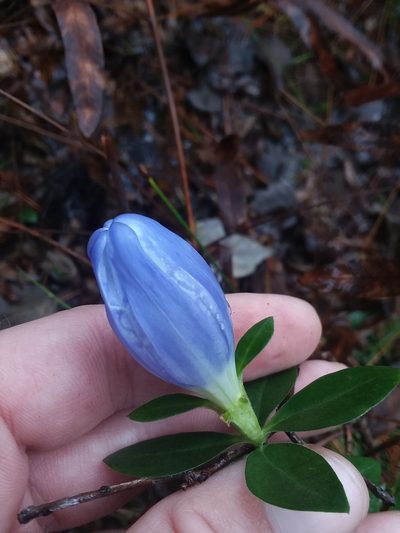 Gentiana catesbaei, photographed by Will McFarland