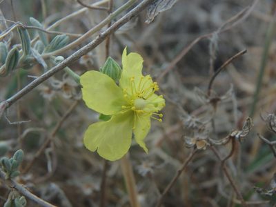 Helianthemum stipulatum, photographed by Daniel Cahen
