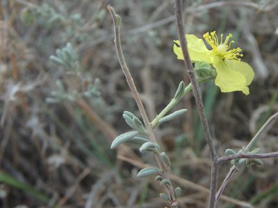 Helianthemum stipulatum, photographed by Daniel Cahen