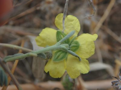 Helianthemum stipulatum, photographed by Daniel Cahen