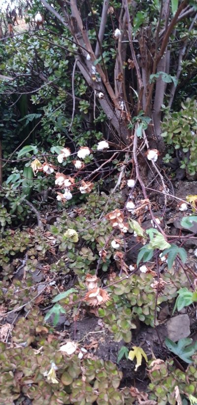 Gossypium herbaceum, photographed by purperlibel