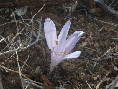 Colchicum troodi, photographed by Daniel Cahen