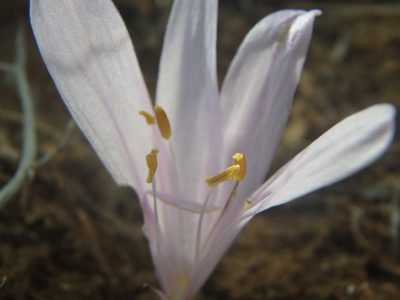 Colchicum troodi, photographed by Daniel Cahen