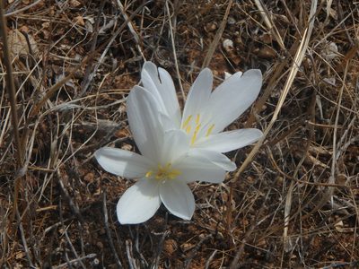 Colchicum troodi, photographed by Daniel Cahen