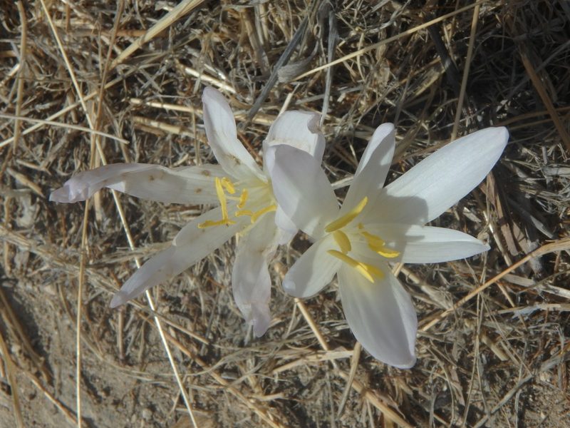 Colchicum troodi, photographed by Daniel Cahen