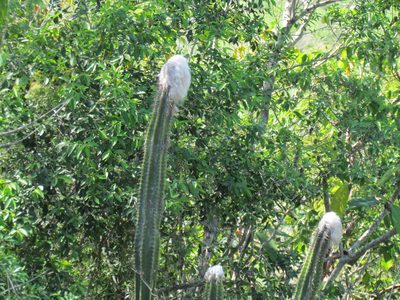 Pilosocereus leucocephalus, photographed by Tereso Hernández Morales