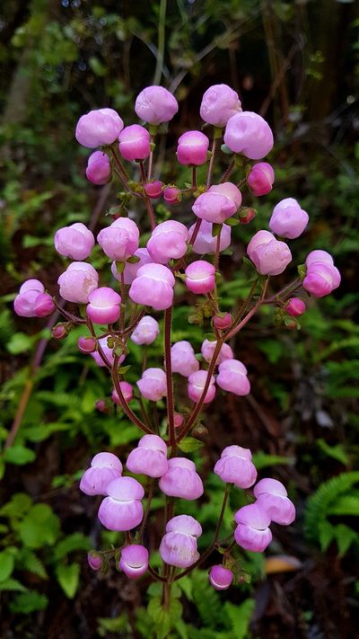 Calceolaria lanigera, photographed by Javier Conejeros Gastó