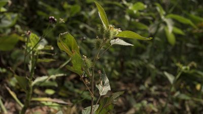 Acalypha alopecuroidea, photographed by lisong