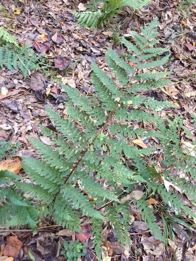 Dryopteris celsa, photographed by John Kees