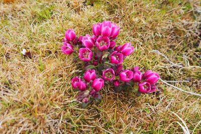 Gentianella concinna, photographed by Ellen Rykers