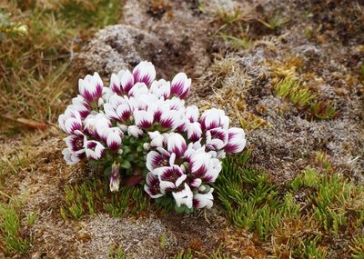 Gentianella concinna, photographed by Ellen Rykers