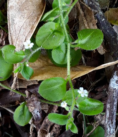 Myosotis spatulata, photographed by Peter de Lange