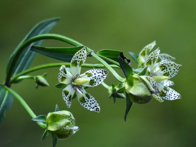 Swertia tozanensis, photographed by 葉子