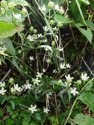 Swertia tozanensis, photographed by 葉子