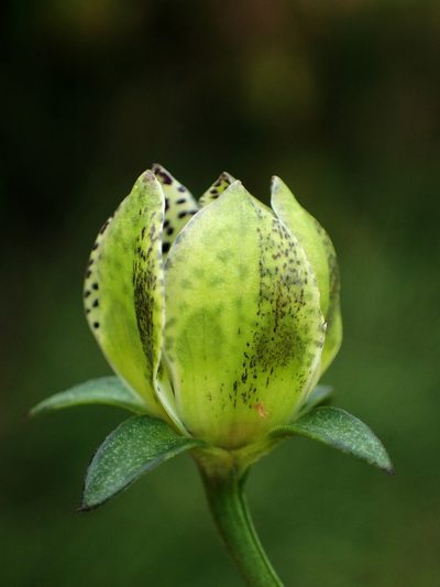 Swertia tozanensis, photographed by 葉子
