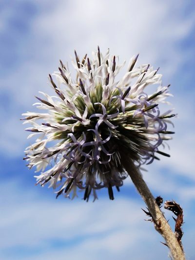 Echinops grijsii, photographed by 葉子