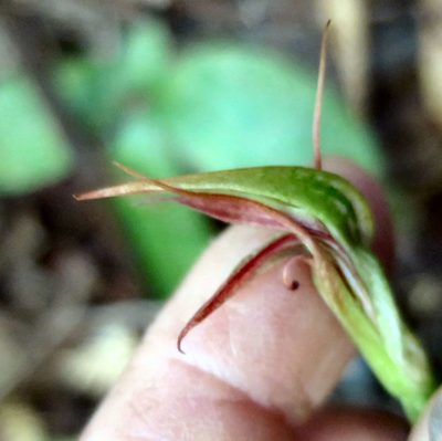 Pterostylis irsoniana, photographed by Alice Shanks