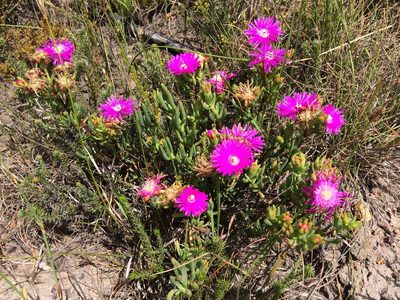 Lampranthus lavisii, photographed by Andrew Gillespie