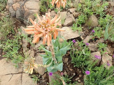 Aloe ecklonis, photographed by Peter Warren