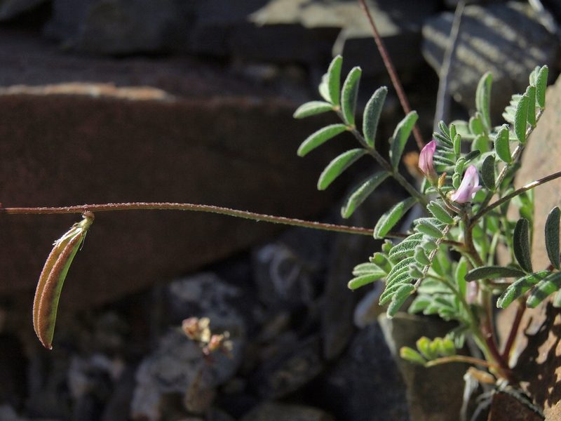 Astragalus acutirostris, photographed by Jim Morefield