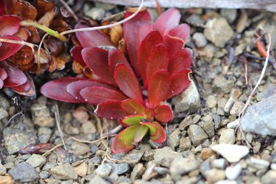 Epilobium crassum, photographed by Jacob Littlejohn