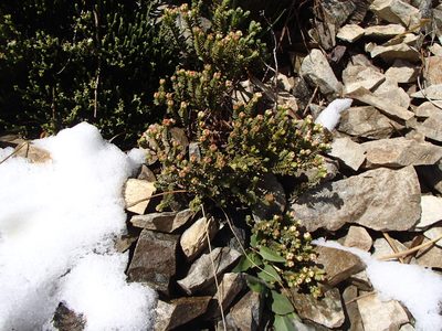Pimelea traversii, photographed by Jacob Littlejohn