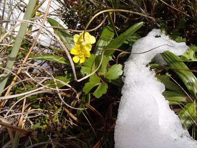 Ranunculus enysii, photographed by Jacob Littlejohn