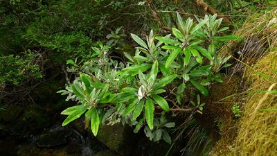 Brachyglottis laxifolia, photographed by Sarah Richardson